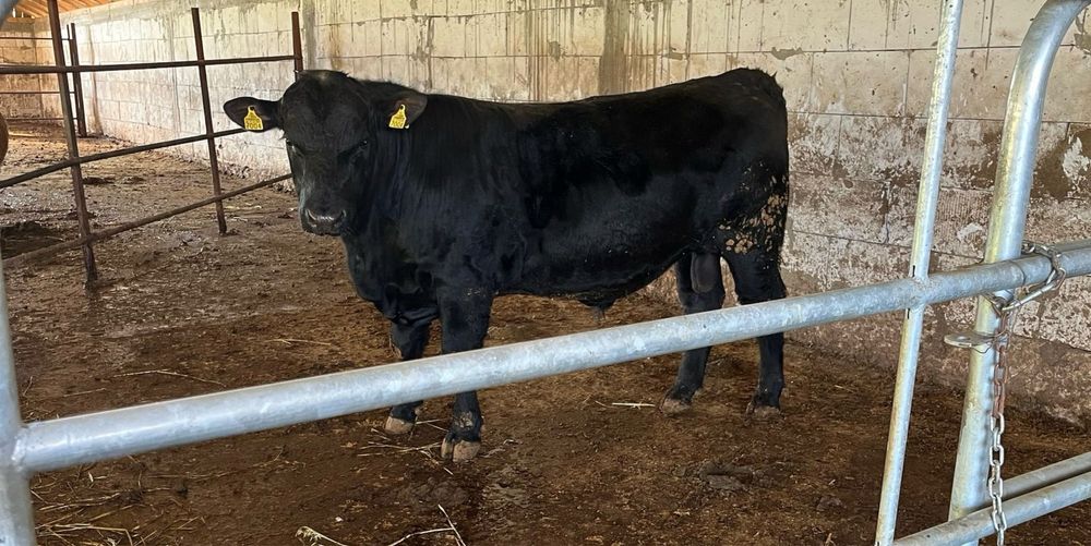 Vand Black Angus Urgent