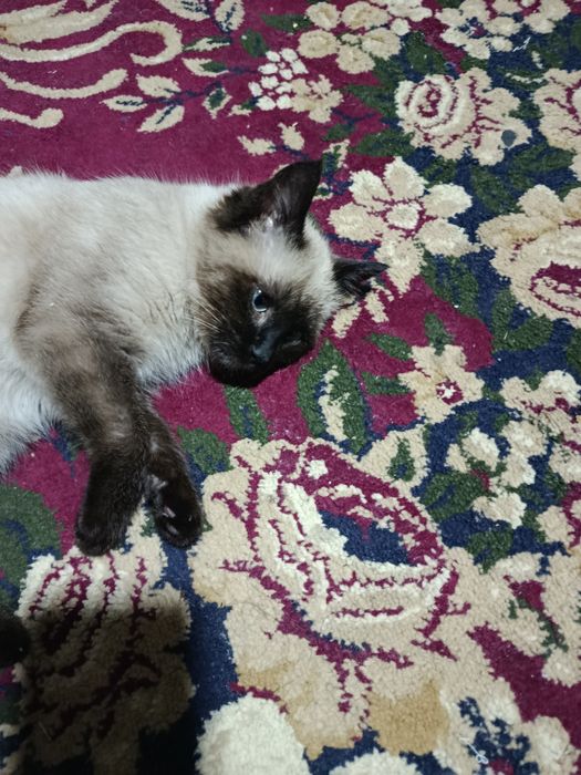 СИАМ зотли мушук сотилади...Ўғил бола..Соғлом Иштахаси зўр.