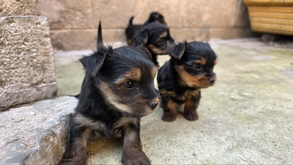 Мини йорки 350 евро