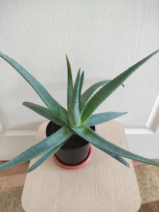 Алоэ лечебное по 1500