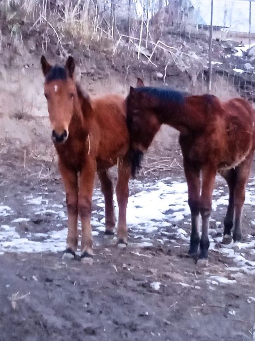Тай сатылады 8айлык