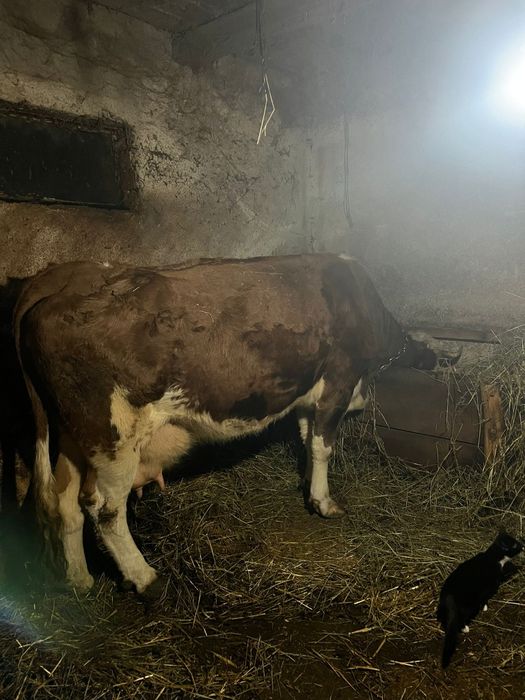 Vând vacă Bălțată românească de lapte