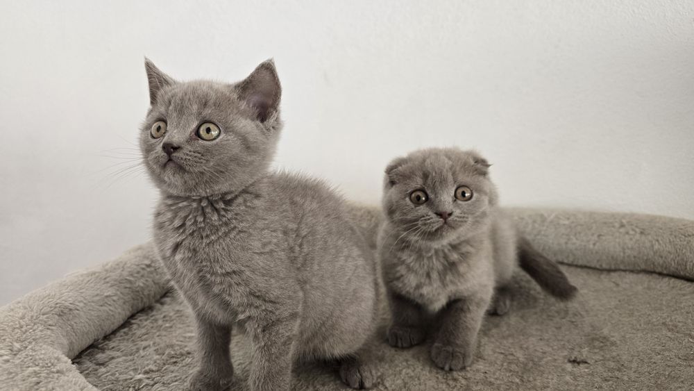 Pisicuțe scotish fold și british shorthaire