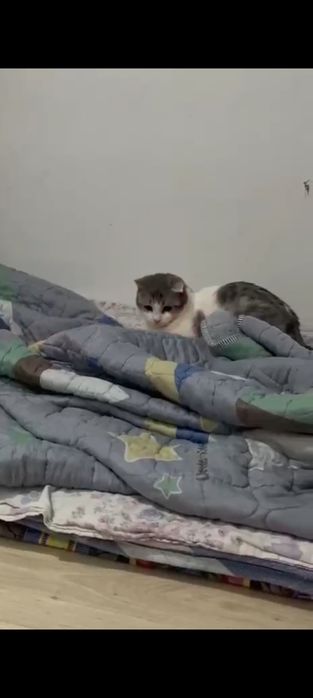 Отдам кошку в добрые руки