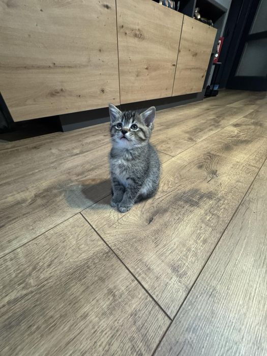 Британски късокосмести котенца