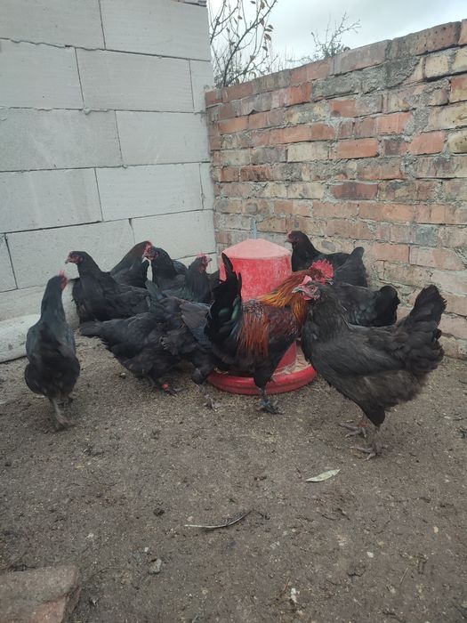 Ouă pentru incubat puicuțe(găini) marans