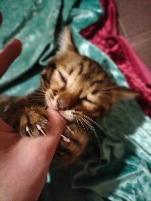 Бенгалы                                                          ………..