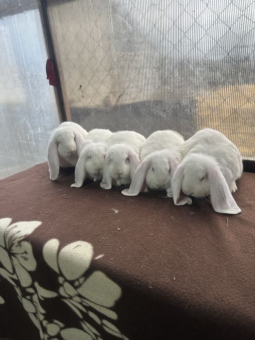 Iepuri berbec german