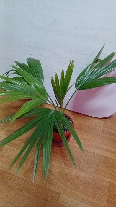 Комнатные растения от 2500