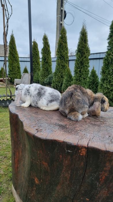 Vând pereche berbec german