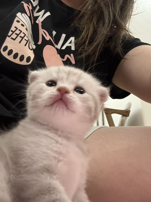 Котята скоттиш фолд вислоухий