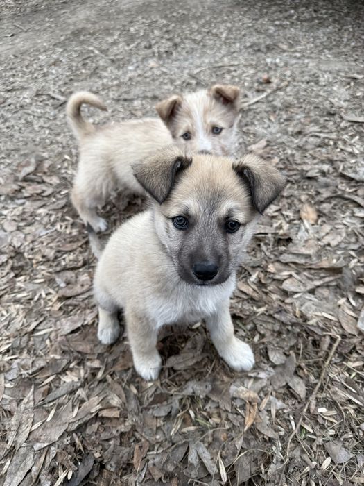 Щенята в добрые руки