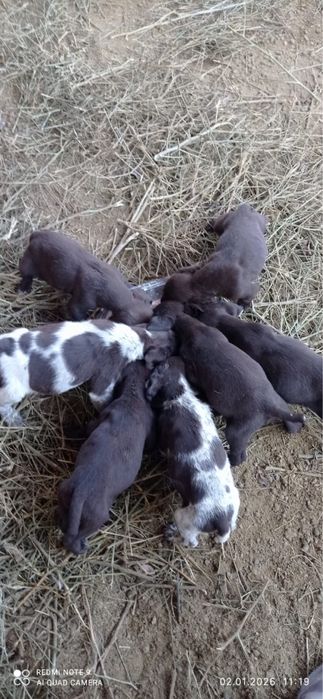 Продаются Щенки дратхара