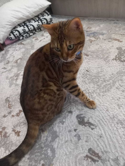 Bengal mushuk sotiladi