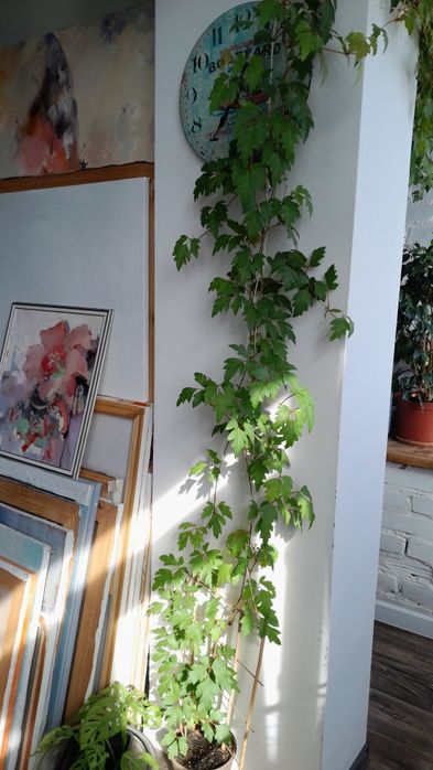 Циссус ( комнатный виноград)