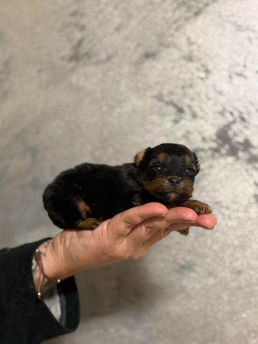 Yorkshire terrier mini