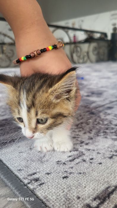 Продаж кошку очень маленький