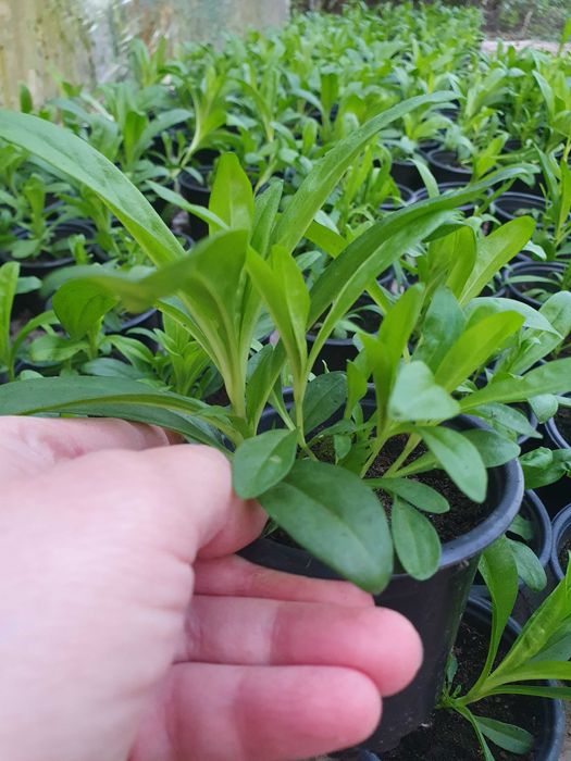 Топ карамфил  многогодишен