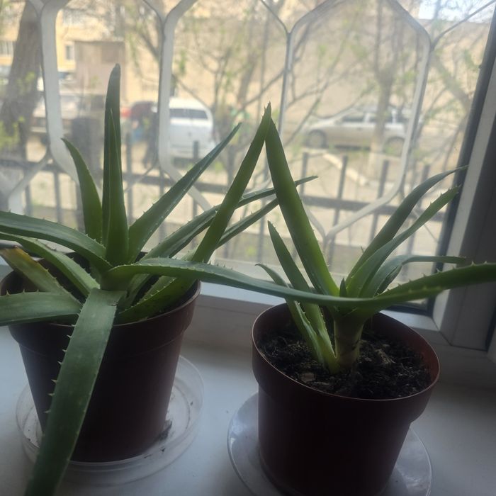 Продам АЛОЕ от 500тг