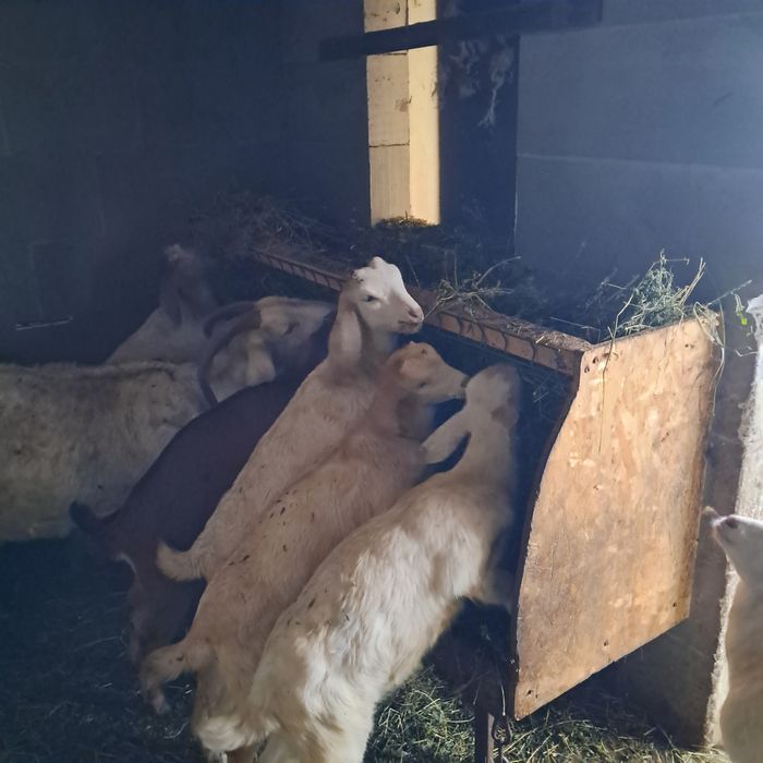 Vând iezi anglonubieni