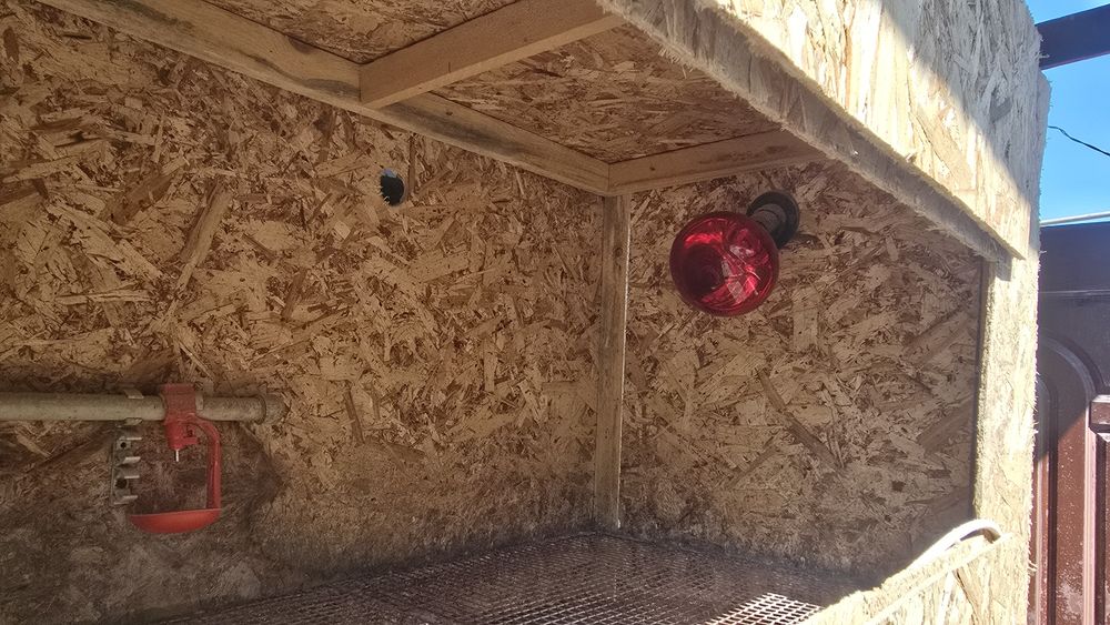 Брудер для цыплят