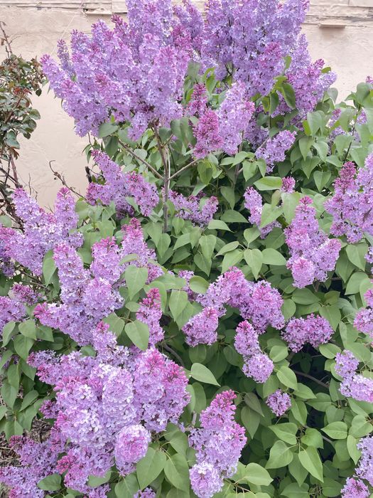 Сирень свежая прямо с куста