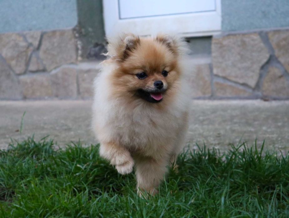 Миниатюрно момиченце померан с родословие FCI