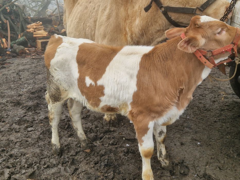 Vand vaca cu vitea cu tot