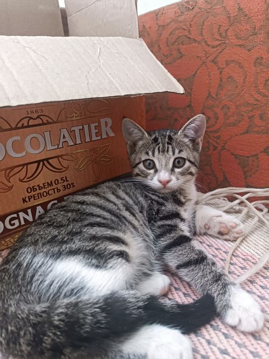 Отдам котят в добрые руки