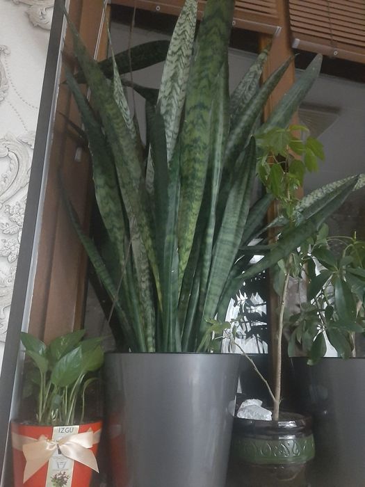 Sansivariya guli sotiladi 1 metrdan oshgan