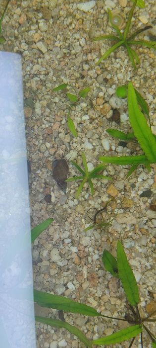 Улитки мелена 5 минг