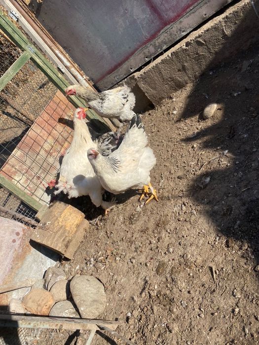 Продам курей с петухом вместе