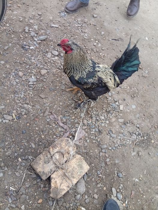 Xoʻroz sotiladi brahma