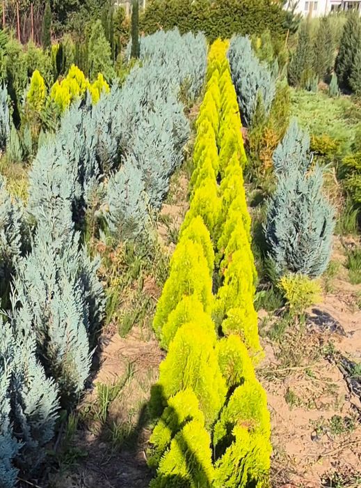 Leylandi, tuia ,chiparos