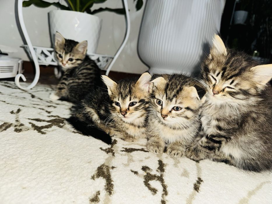 Вислоухий котята