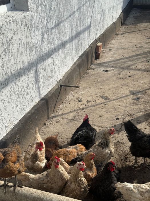 Продаются домашние куры