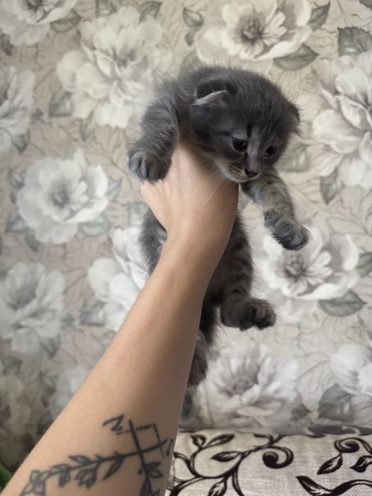 Отдам котенка девочка