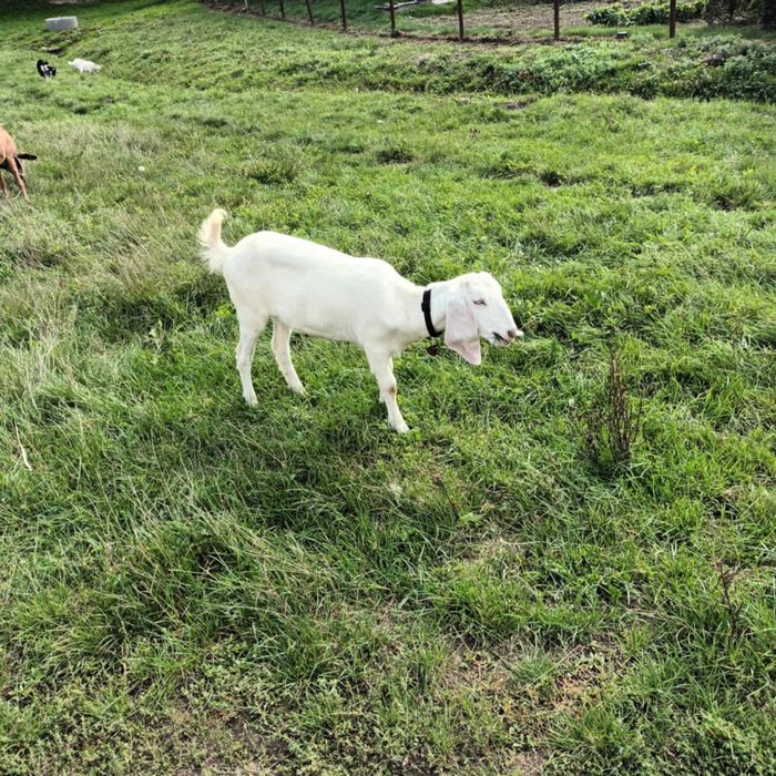 Vând capre și un tap