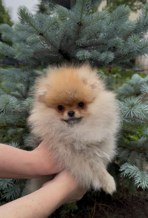 Померанский шпиц