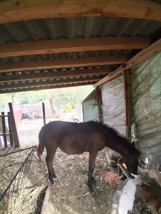 De vânzare un mănz de 5 luni și o cărlanca are undeva la 50 kg 55kg se vinde separat