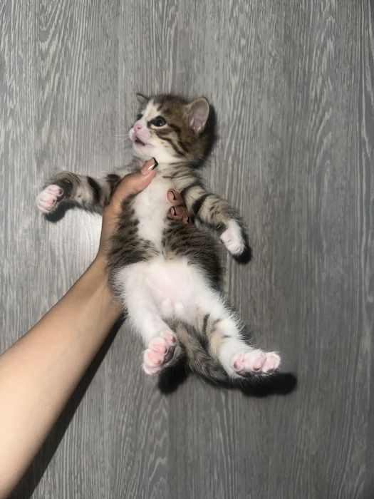 Красивые котята в добрые руки