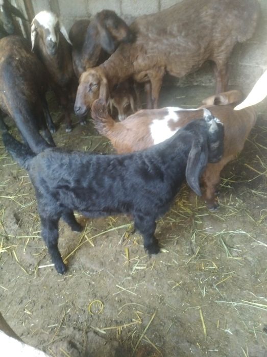 Эчки сотилади зотли