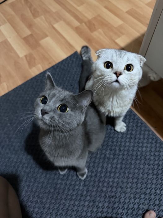 Кошка продается