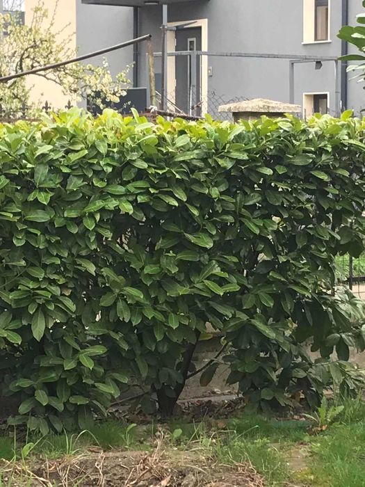 Продавам лавровишна