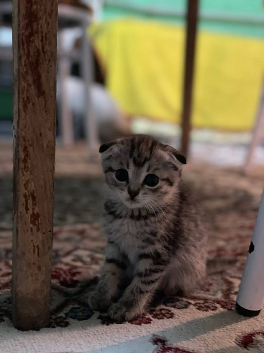 2 мальчика и одна девочка