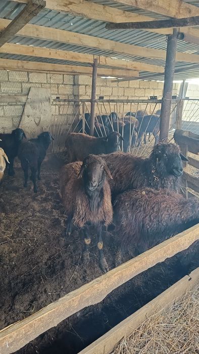 Ұрғашы қой тоқты сатылады.