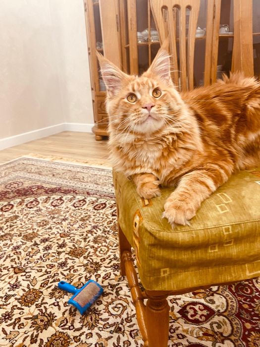 Породистый Мейнкун