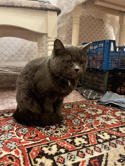 Отдам кошку британку