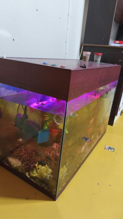 Продам аквариум вместе с содержимым