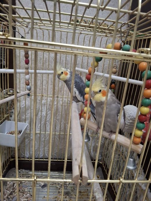 Продаются попугаи, цыганки